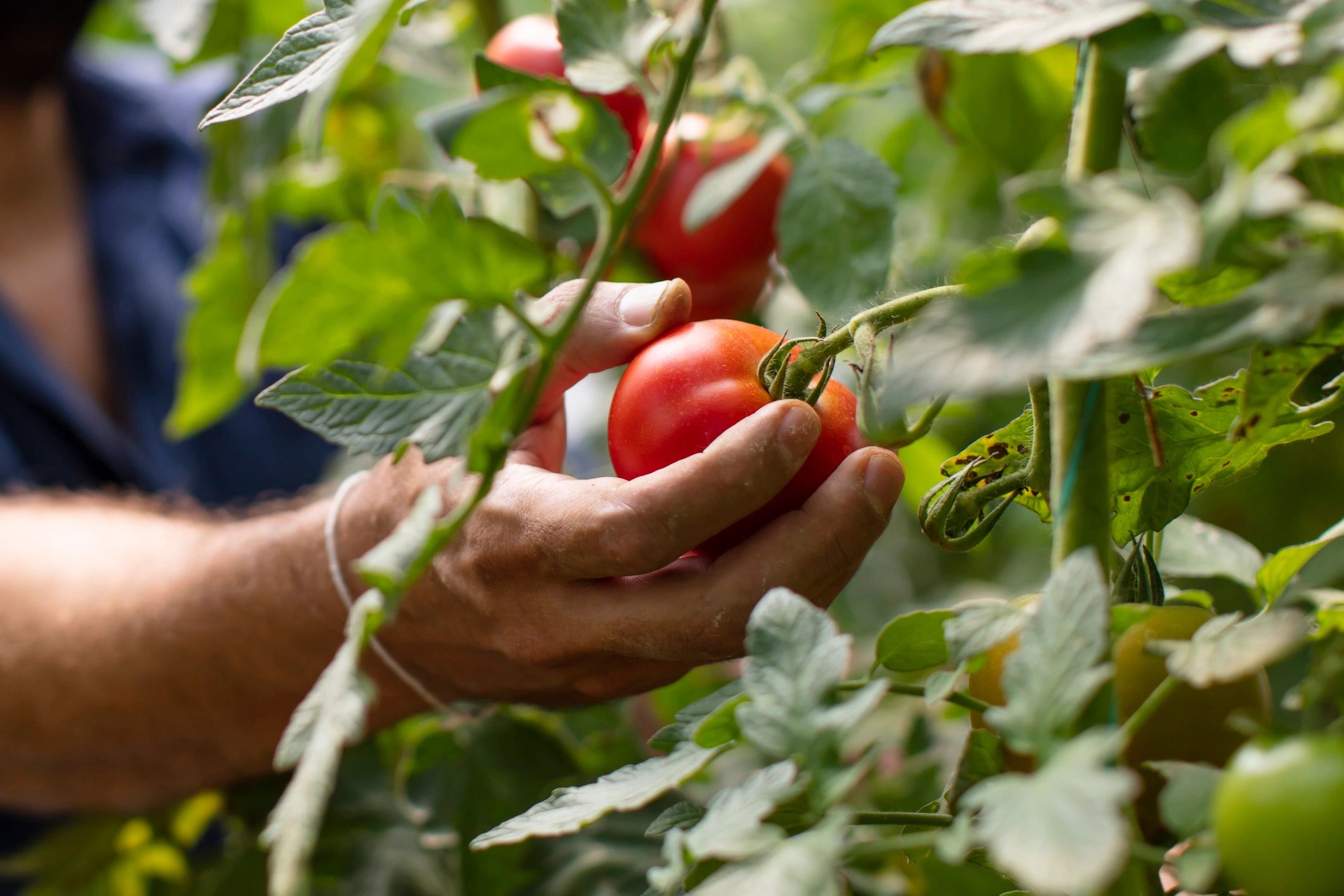 Hand picking a ripe tomato on the vine