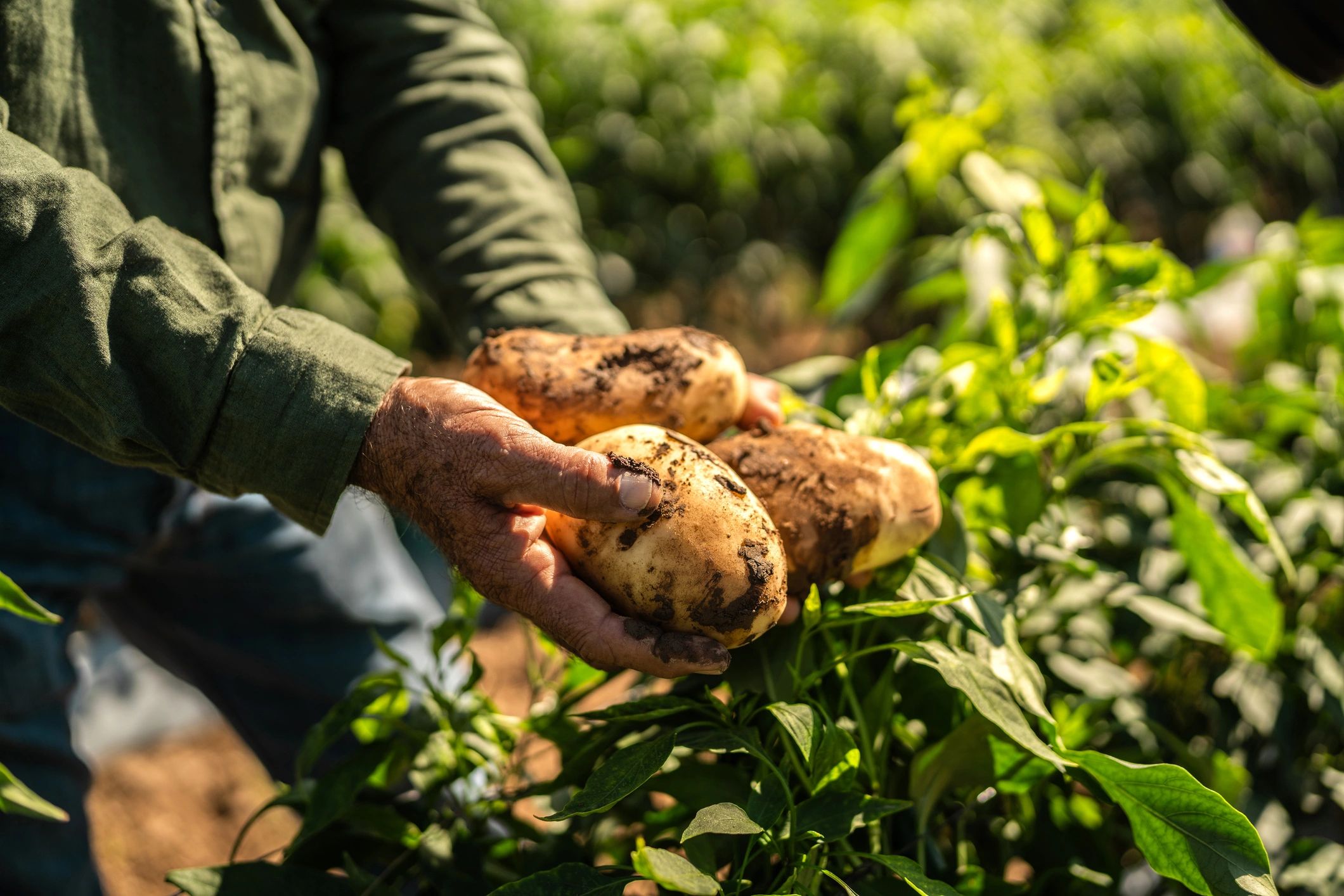 Farmer holding a freshly harvested potato